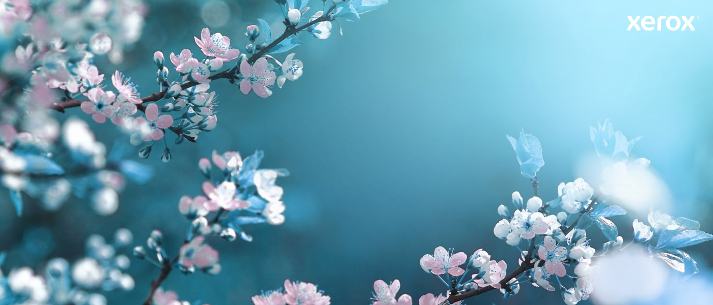Xerox 106R03940 toner cartridge 1 pc(s) Original Black